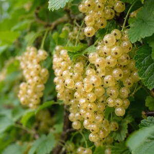 May include: Clusters of translucent white currants hang from a green leafy shrub. Each small, round berry features a tiny dark spot at the base, with multiple berries growing closely together on thin stems amidst vibrant green foliage.