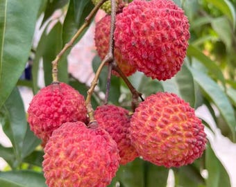 Phoenix Lychee Tree Sapling: Rare Chinese Bare Root Fruit Exotic Home Orchard