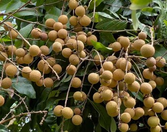 Dawu Longan Tree Sapling: Big Black Sweet Tropical Fruit Plant (Bare Root)