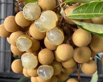 Stone Longan Tree Sapling: Crisp, Sweet Dragon Eye Fruit Plant (Bare Root)