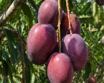 Irwin Mango Tree Sapling: Sweet Red Exotic Fruit (Bare Root)