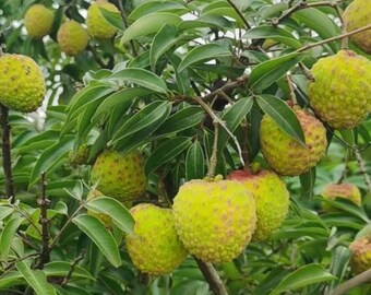 Green Skin Lychee Tree Sapling: Rare Exotic Sweet Fruit Plant, Bare Root Home Garden