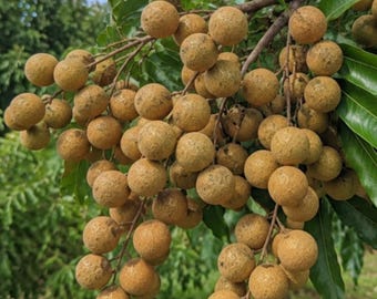 Kohala Longan Tree Sapling: Sweet Tropical Fruit, Bare Root Plant