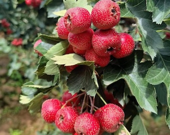 Hawthorn Tree Sapling: Edible Berries, Cold Hardy Live Plant for Backyard Gardening