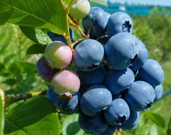 Blueray Highbush Blueberry Plant: Large Sweet Berries, Cold Hardy Fruit Shrub
