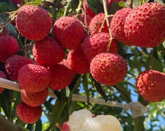 Jungle Lychee Tree Sapling: Hardy Exotic Tropical Fruit Variety, Bare Root Live Plant
