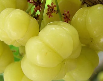 Captivator Gooseberry Bare-Root Sapling: Sweet Red Fruit Bush, Disease Resistant Home Garden Plant