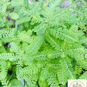 Puede incluir: Una planta Phyllanthus niruri con numerosas hojas pinnadas de color verde brillante dispuestas en filas simétricas a lo largo de tallos delgados. Un logotipo cuadrado blanco en la esquina muestra el texto Forest Key con un icono de llave.