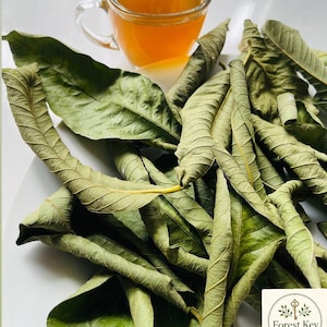 May include: A collection of dried, elongated green leaves with visible veins, accompanied by a clear glass cup filled with amber-coloured liquid. A square logo in the corner features the text Forest Key with a key icon and floral accents.