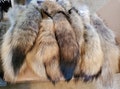 Coyote Tail Keychain, Real Taxidermy Fur