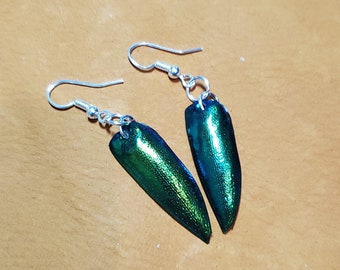 Real Jewel Beetle Wing Earrings, Insect Wings Jewelry