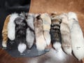 Fox Tail Keychains, Genuine Taxidermy Specialty Fox Fur, for Costume, Cosplay, LARP, DnD, or Bag Hanger