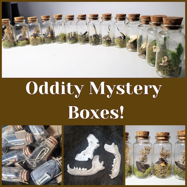 Mystery Box - Oddities and Curiosities, Bones, Taxidermy - Perfect for Vulture Culture Collectors