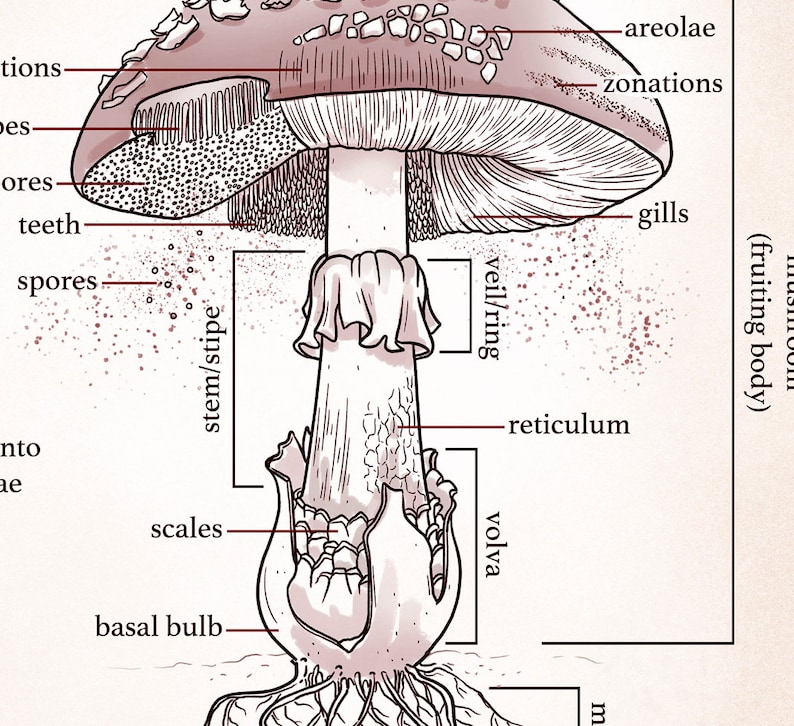 Mushroom ID and Anatomy Illustration Set of TWO Educational Posters ...