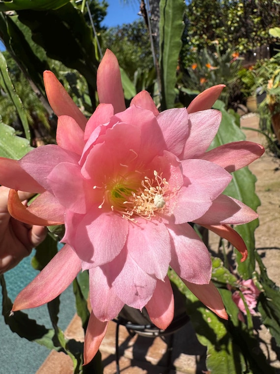 2 Large Pink Epiphyllum Orchid Cactus Cuttings (ea. 7-10in. long) with free shipping