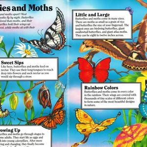 May include: A two-page educational book spread titled Butterflies and Moths featuring colorful illustrations of various butterfly and moth species, chrysalises, and caterpillars, accompanied by informative text boxes explaining their life cycles.