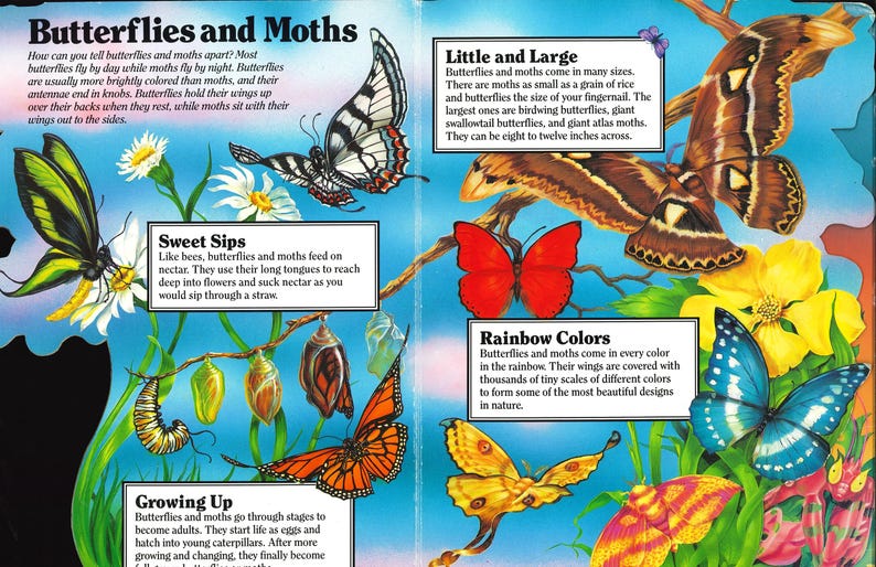 May include: A two-page educational book spread titled Butterflies and Moths featuring colorful illustrations of various butterfly and moth species, chrysalises, and caterpillars, accompanied by informative text boxes explaining their life cycles.