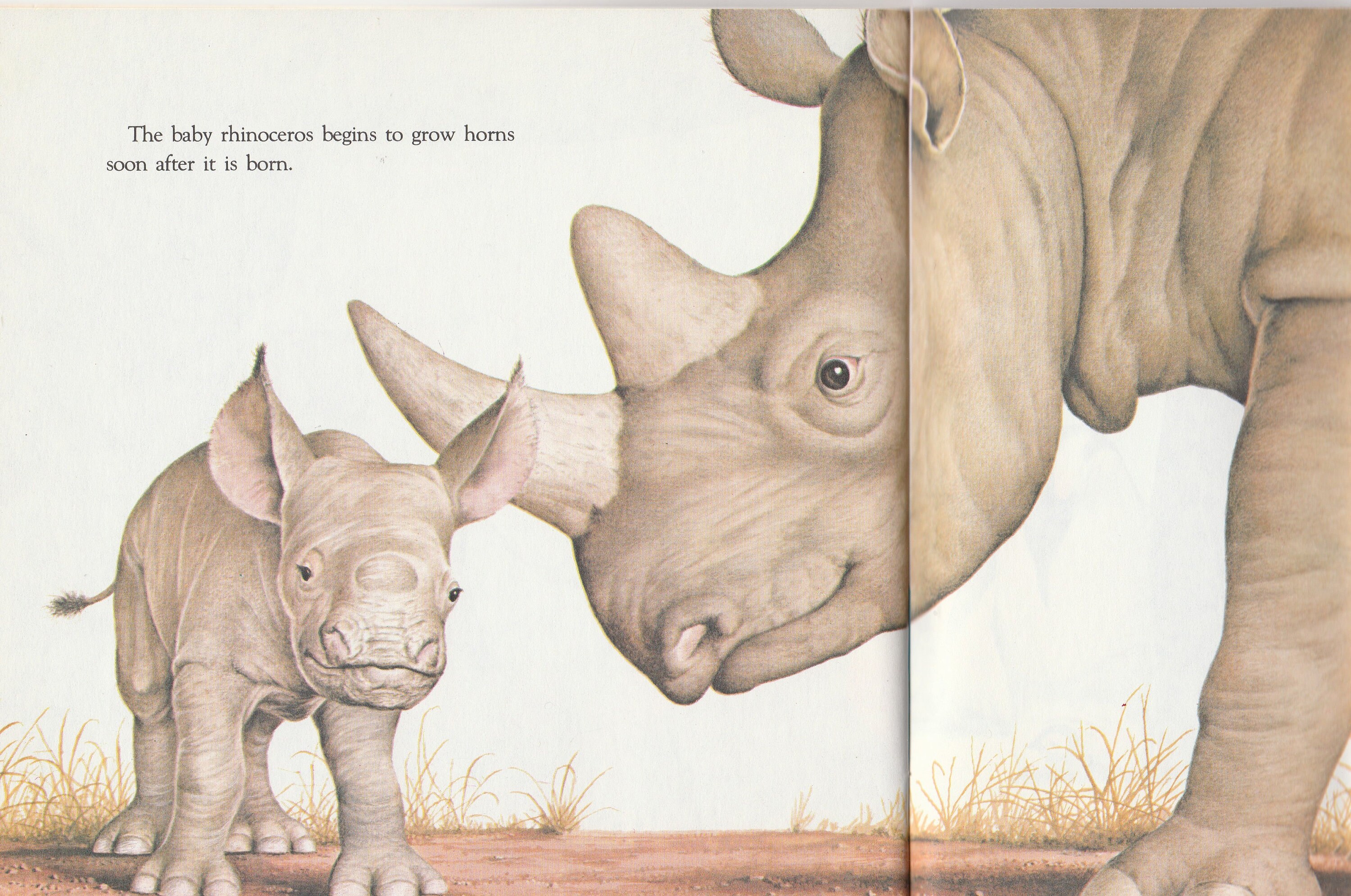 Vintage Baby Animals Preschool Picture Book Animal Babies Etsy