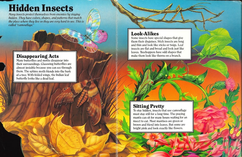 May include: A colorful educational book page titled Hidden Insects featuring illustrations of butterflies, moths, stick insects, and mantises. The text explains camouflage with sections on Disappearing Acts, Look-Alikes, and Sitting Pretty.