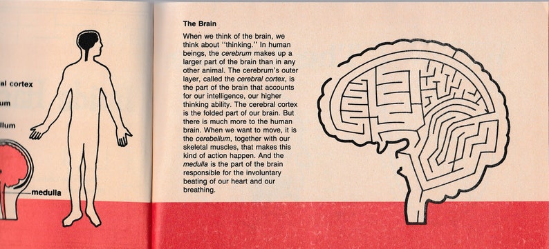 Vintage Childrens Human Body Anatomy Activity Book Inside Harrys Brain ...