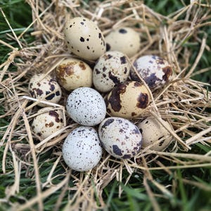 May include: A collection of speckled eggs resting in a bed of dried grass and green blades. The eggs display a range of colours, from creamy with dark brown spots to white with grey speckles. The image conveys a natural, rustic aesthetic.