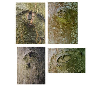 Könnte beinhalten: Eine Collage aus vier Nahaufnahmen von Baumrinde mit ausgeprägten Astknoten. Jeder Abschnitt zeigt die strukturierte, verwitterte Oberfläche des Holzes mit kreisförmigen und ovalen Mustern, die wie Augen in der Rinde aussehen.
