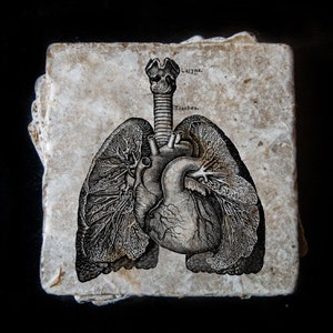 May include: A vintage anatomical illustration of the human heart and lungs, printed on a stone tile. The image shows the trachea, larynx, and the intricate details of the respiratory system.