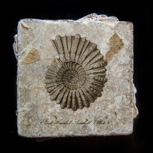May include: A fossilized seashell imprint on a square, off-white stone. The spiral shell is the focal point, with detailed ridges and a central core. The stone has a rough texture and includes the text "Ernst Haeckel Seashell Plate 2".