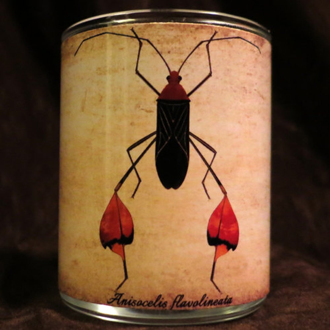 Acandle Insect Insect Candle Holder/ Luminary Anisocelis Flavolineata - Etsy