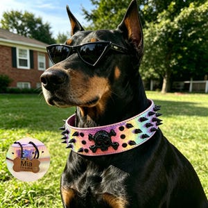 May include: A black Doberman Pinscher wearing black sunglasses and a rainbow-colored spiked dog collar with a skull and crossbones design. A small wooden tag reads "Mia I'm a diva."