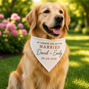 May include: A golden retriever wearing a white triangular pet bandana featuring the text MY HUMANS ARE GETTING MARRIED, the names David + Emily in green script, and the date 28.06.2026 printed in a dark red font on the fabric.