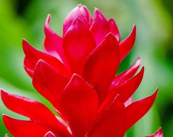 Close-up of Red Ginger Flower photo picture fine art metal print