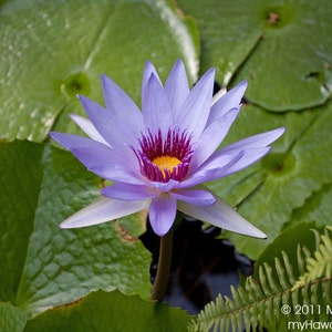 Panama Pacific Water Lily purple flower in Hawaii photo picture fine art metal print image 1