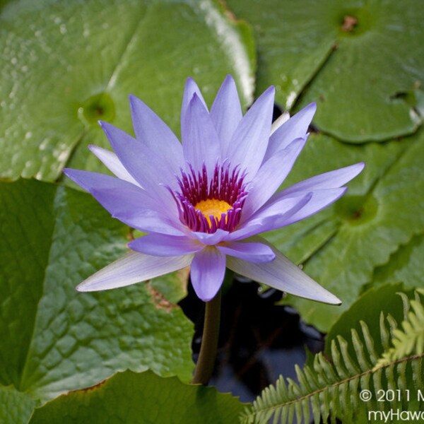 Panama Pacific Water Lily purple flower in Hawaii photo picture fine art metal print