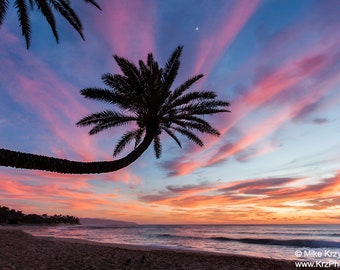 Sunset behind a Palm Tree at famous Sunset Beach, North Shore, Oahu, Hawaii photo picture fine art metal print