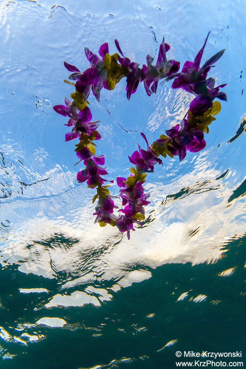 Underwater View of Colorful Heart Shaped Hawaiian Flower Lei Floating on Water Surface in Hawaii photo picture fine art metal print image 1