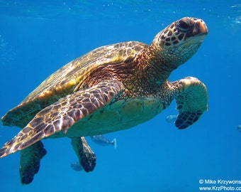 Hawaiian Green Sea Turtle photo picture fine art metal print