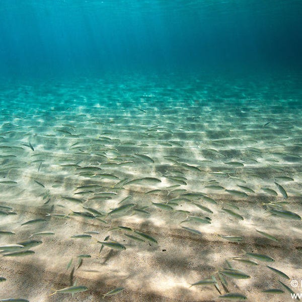 School of Fish in Blue Water Above Sandy Bottom of Waimea Bay in Hawaii photo picture fine art metal print