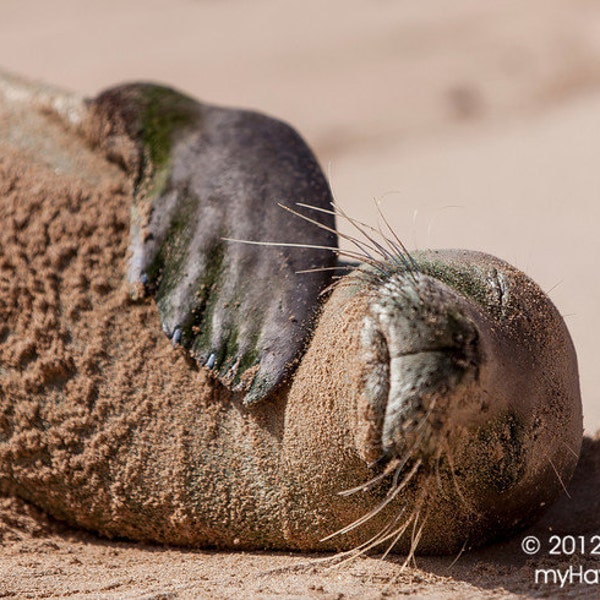 A Hawaiian Monk Seal Gets Some Sun While Lying on the Beach on Kauai in Hawaii photo picture fine art metal print