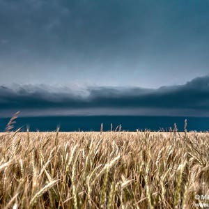A Gorgeous Blue Severe Thunderstorm Over a Golden Kansas Wheat Field Creates Beautiful Scenery photo picture fine art metal print