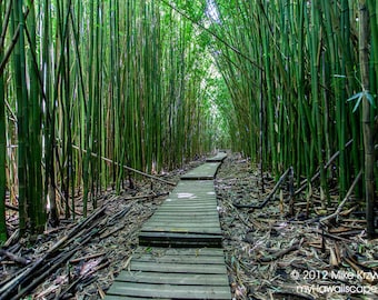 Steps Leading Through Thick Bamboo Forest on Maui in Hawaii photo picture fine art metal print