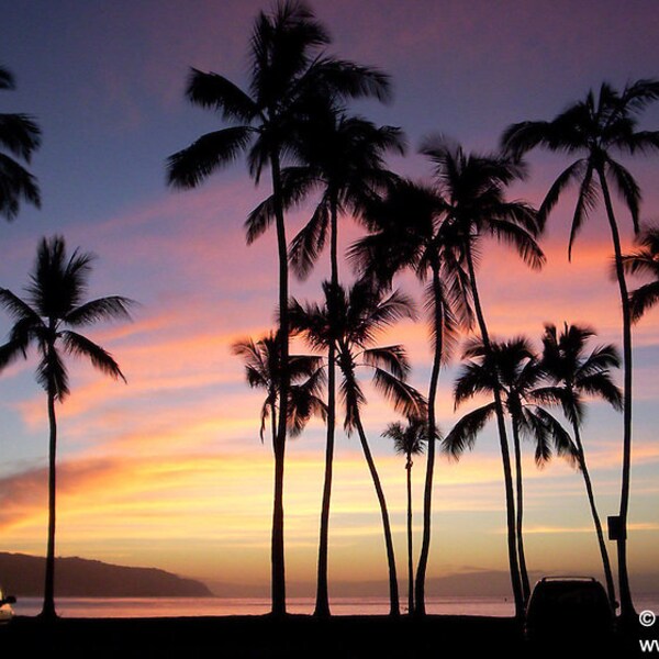 Colorful Hawaii Sunset w/ Silhouetted Palm Trees in Haleiwa, Oahu photo picture fine art metal print