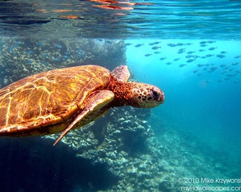 Hawaiian Green Sea Turtle w/ Fish in Background photo picture fine art metal print