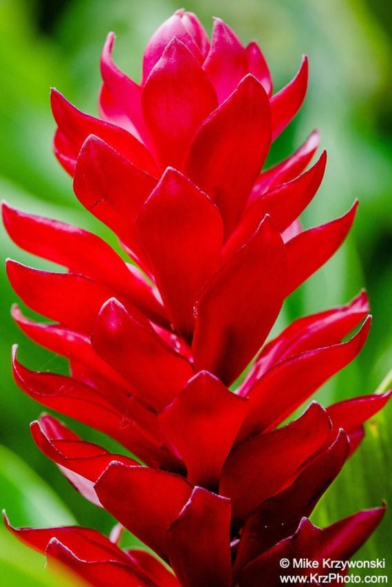Close Up Of Red Ginger Flower Photo Picture Fine Art Metal Etsy