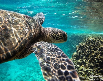 Hawaiian green sea turtle swimming underwater, Shark's Cove, Oahu, Hawaii photo picture fine art metal print