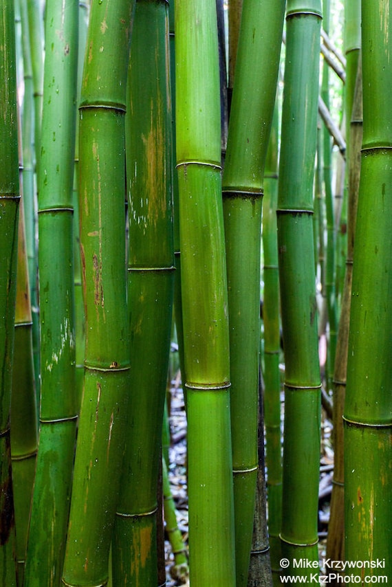 Close Up Bamboo Forest