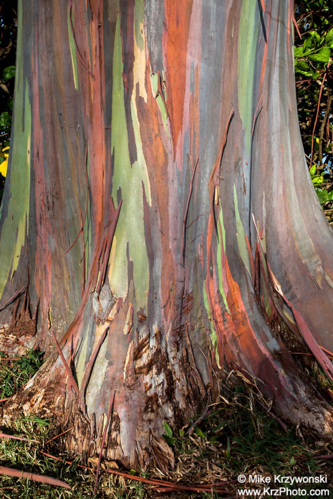 Close up of Rainbow Eucalyptus Tree Bark Oahu Hawaii Photo 