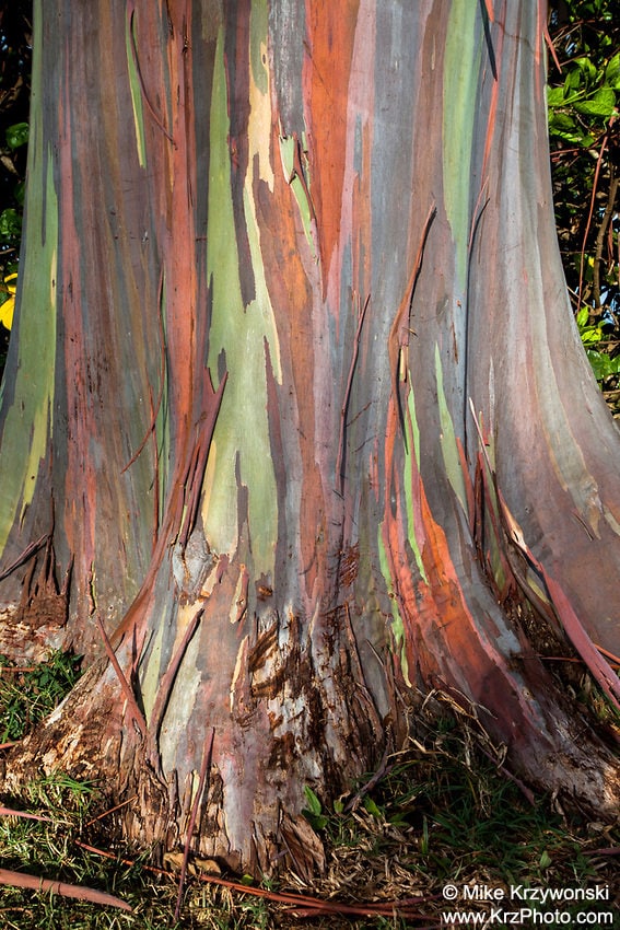 Mero Wings Forest Tree Pod 特大 メロウイングス Close up of Rainbow Eucalyptus Tree Bark, Oahu, Hawaii Photo