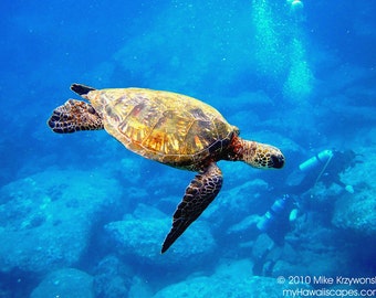 Hawaiian Green Sea Turtle Swims Above Scuba Divers photo picture fine art metal print