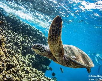 Hawaiian green sea turtle underwater with snorkelers in the background, Shark's Cove, Oahu, Hawaii photo picture fine art metal print